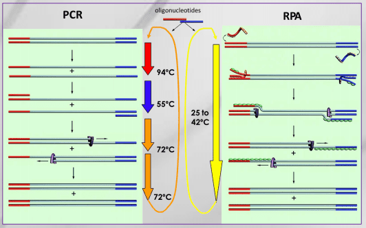 RPA和PCR区别.png